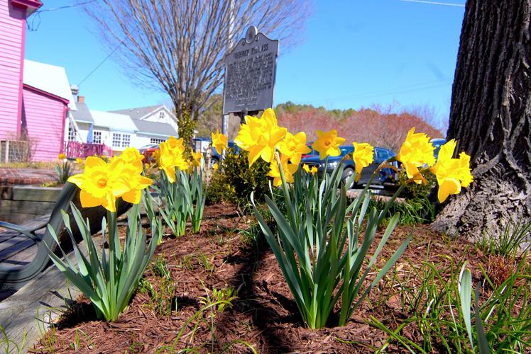 St. Michaels ready for Daffodil Fest Local