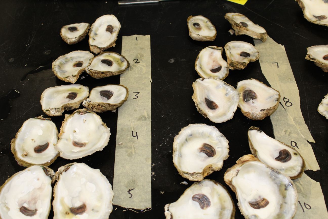 algae species feed for oyster spat algae species feed for oyster spat