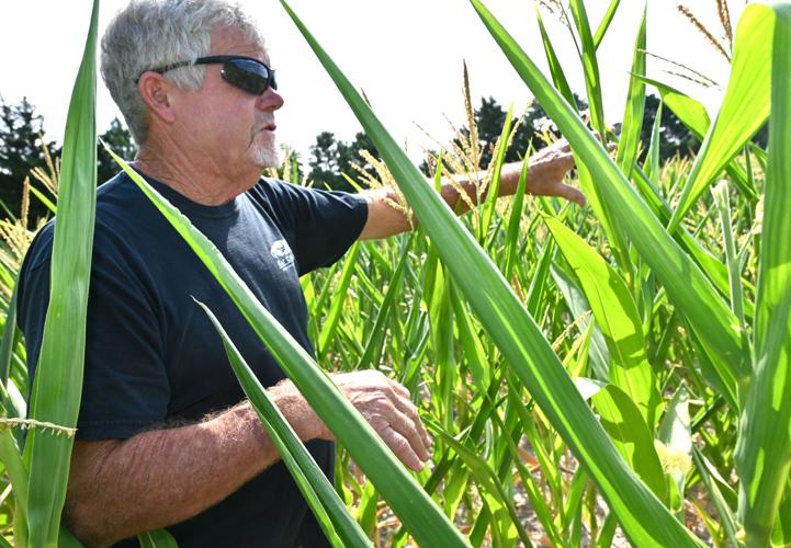 Drought Forces Farmers to Claim Insurance