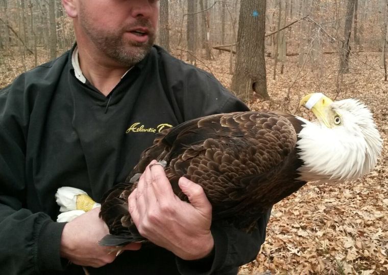 Injured eagle rescued near Centreville Local