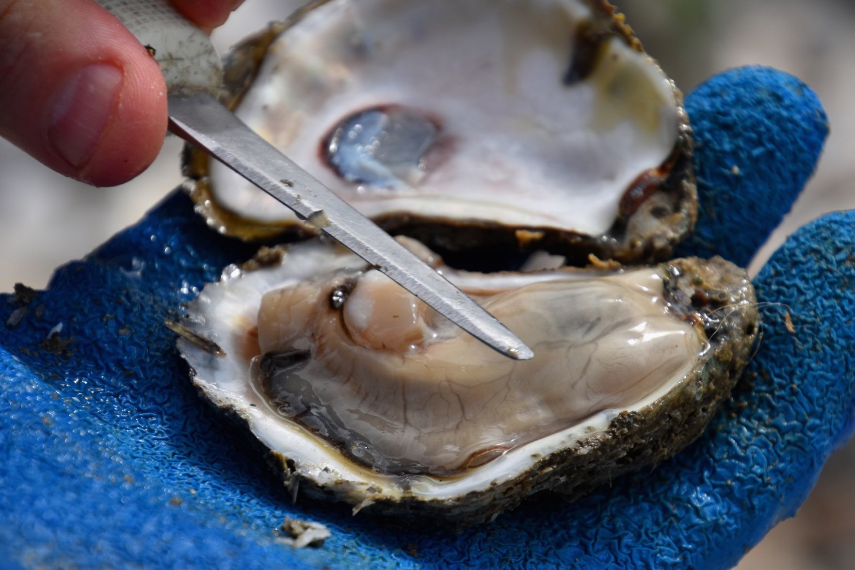 collect wild oyster spat collect wild oyster spat