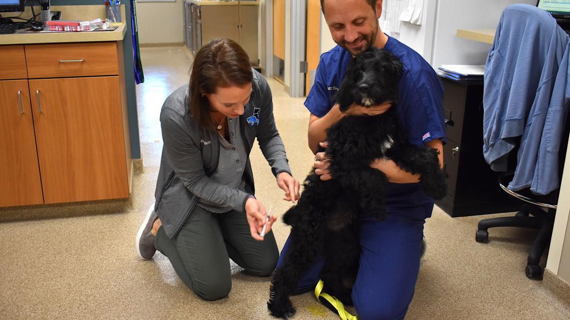 Queentown Veterinary Hospital Announces Ccovid 19 Changes