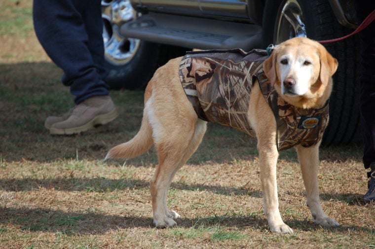 Waterfowl Festival Welcomes Back Delmarva DockDogs | Waterfowl Festival ...