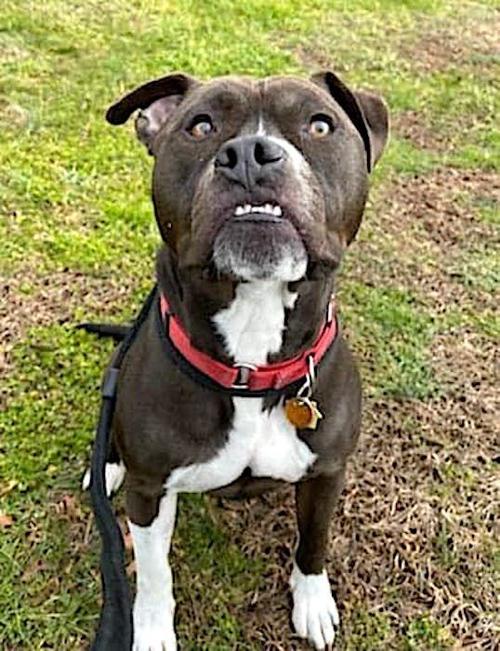 Pet of the Week