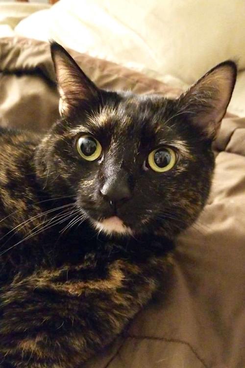 Pet of the week