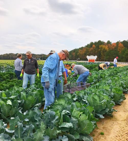 Councell Farms donates produce to St. Vincent de Paul Society