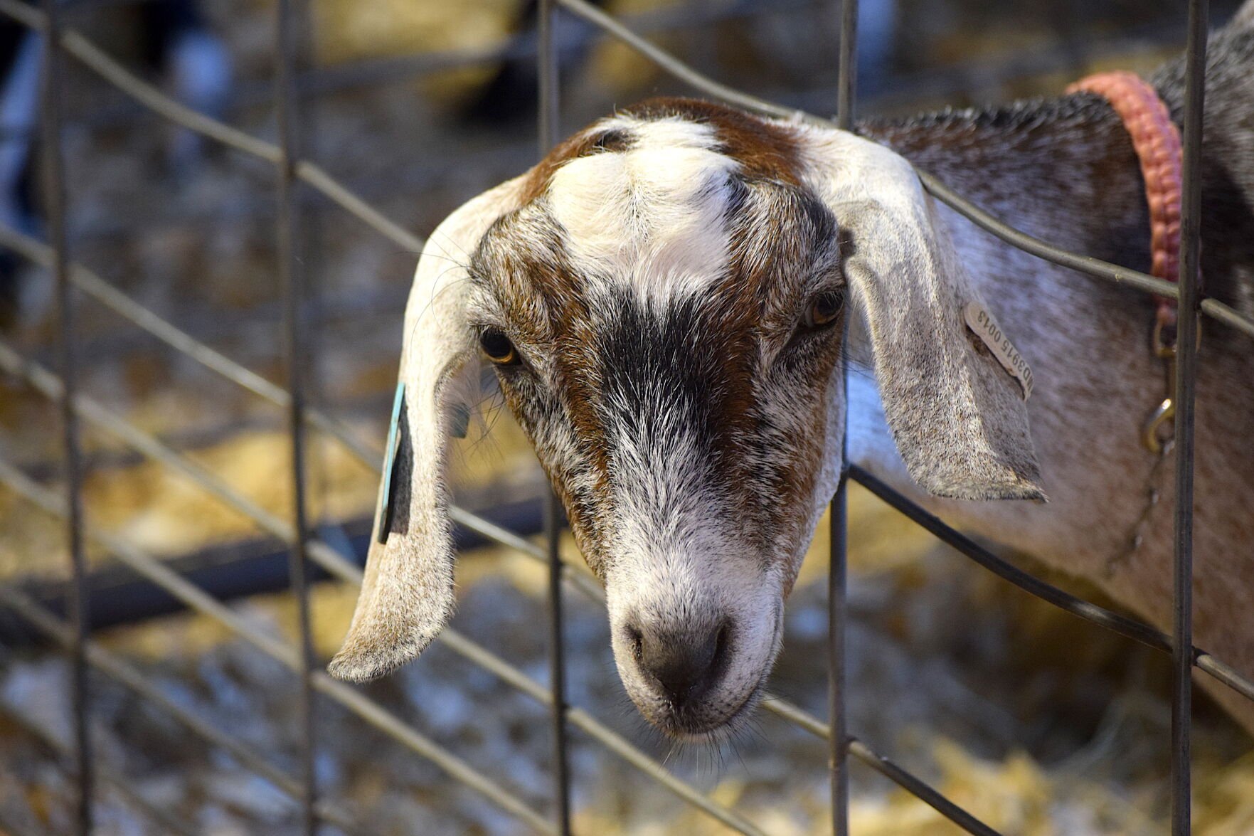 More Scenes From The Caroline Dorchester County Fair 2023 | Photos ...