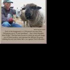 From sheep to sweater | News | stardem.com