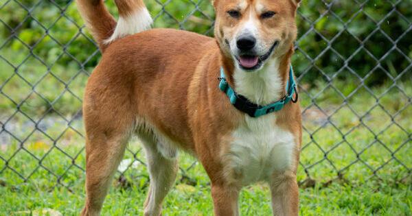 PET OF THE WEEK | Life