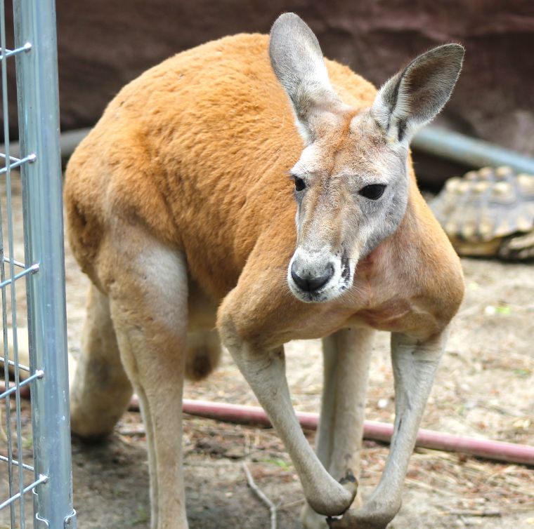 Work Horse Farm Rescue and Exotics Photos