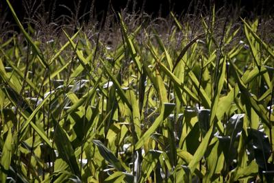 ‘Two fronts’: Higher costs for fertilizers and fuel from Iran war challenge farmers