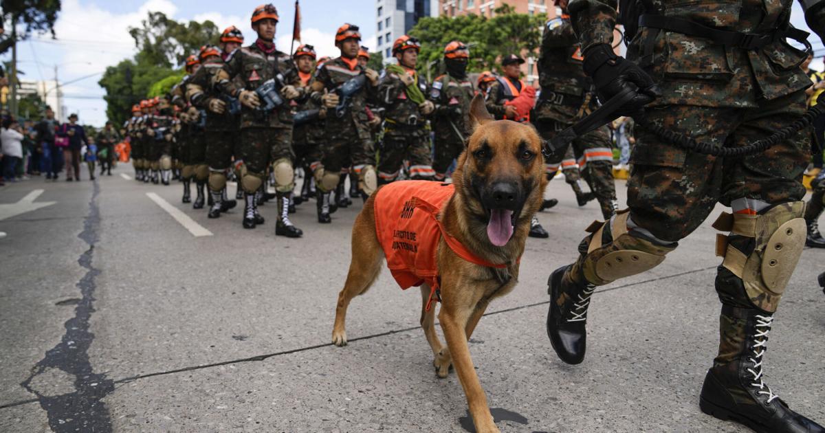 Perros del Mundo: Guatemala | Perros del Mundo: Guatemala |