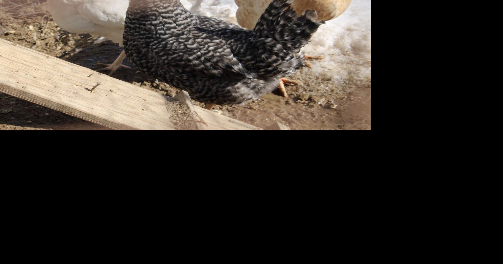 Bird flu found in Caroline County farm; first case in Maryland this ...