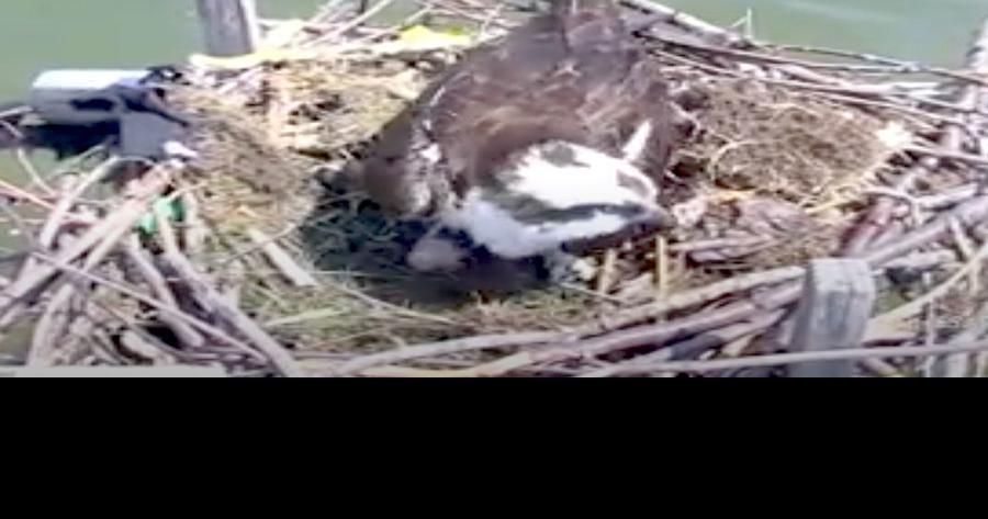 Osprey Couple Is Back Audrey Lays First Egg Of Season Local
