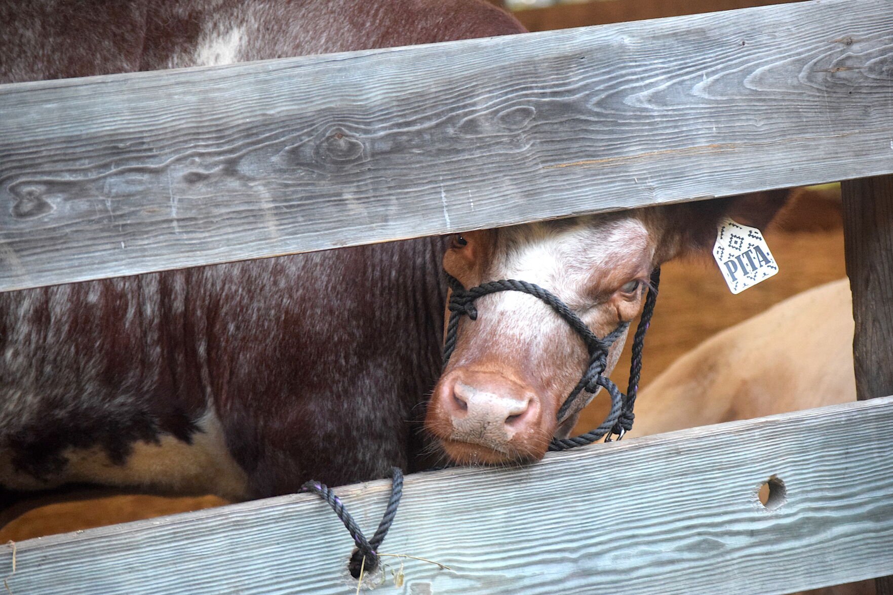 More Scenes From The Caroline Dorchester County Fair 2023 | Photos ...