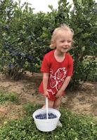 Fresh blueberries make delectable desserts!