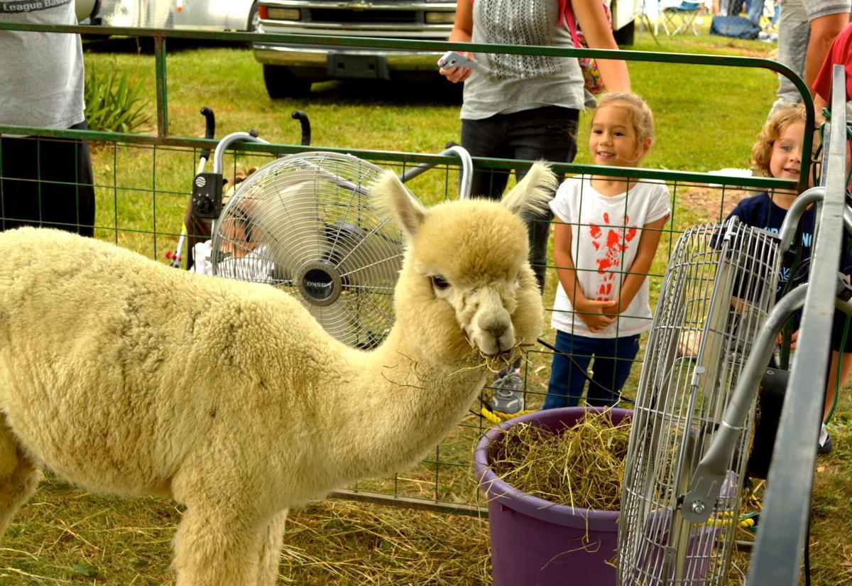 Alpaca Festival draws large crowd Local