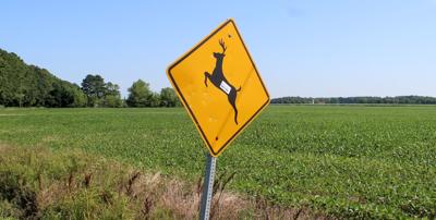 Deer crossing sign near Salem