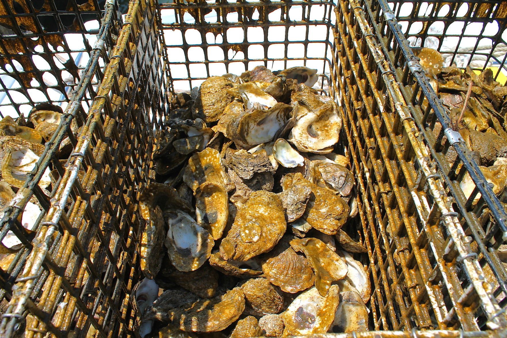 sieving oyster spat
