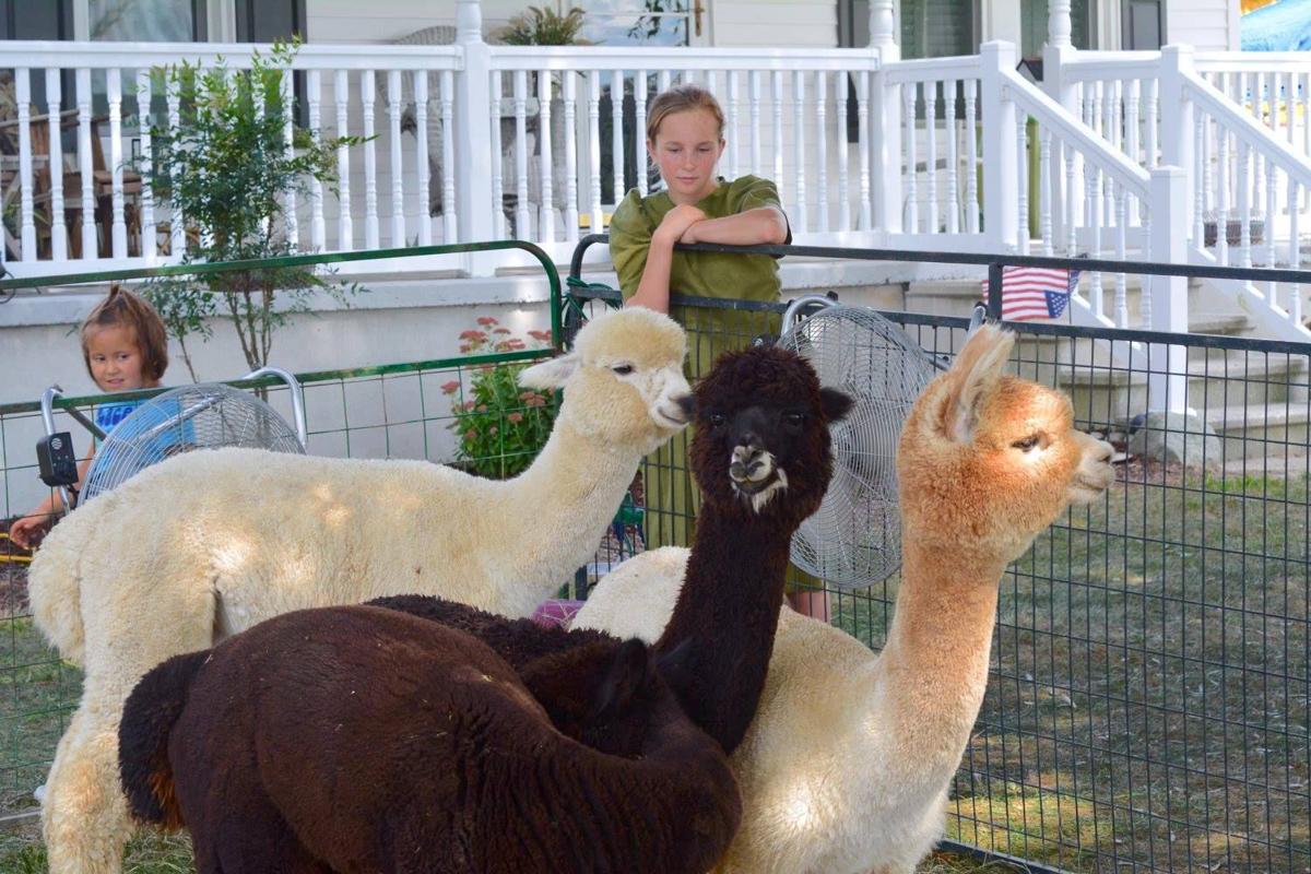 Preston farm to host ninth Alpaca Festival Arts