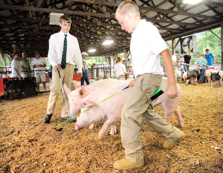 Pigs parade for the judges Photos