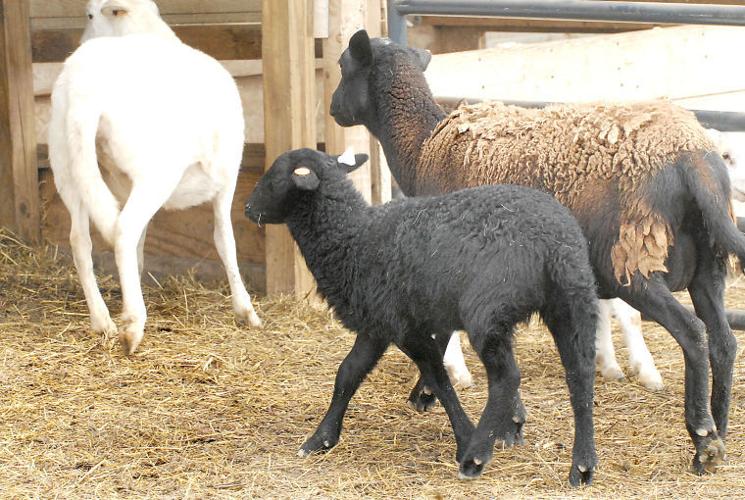 Spring lambs come out Photos