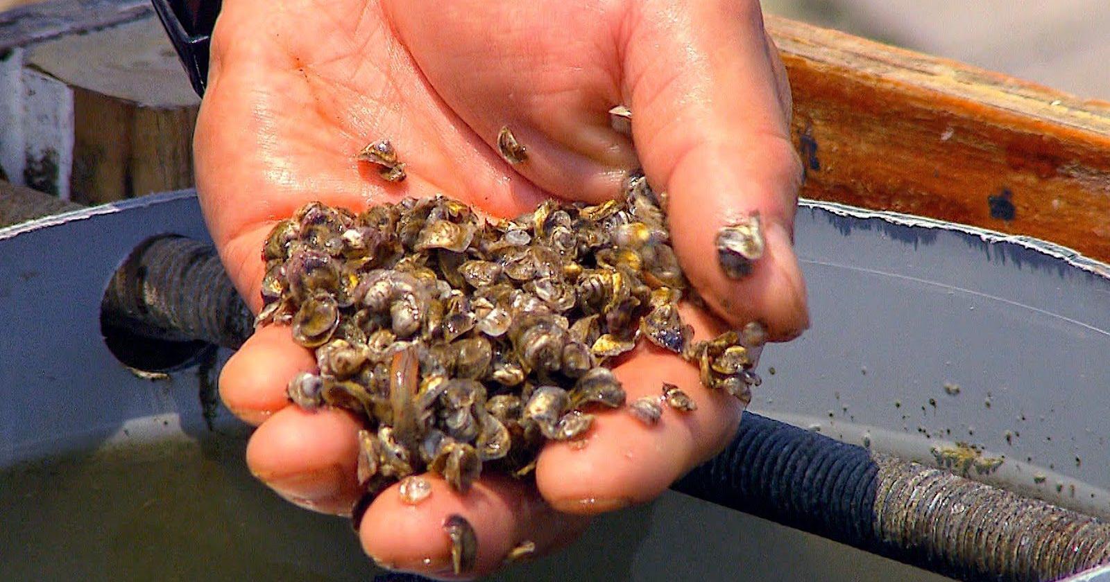 Orchard Point Oyster Co. partners charged with aquaculture permit violations - Vimarsana News