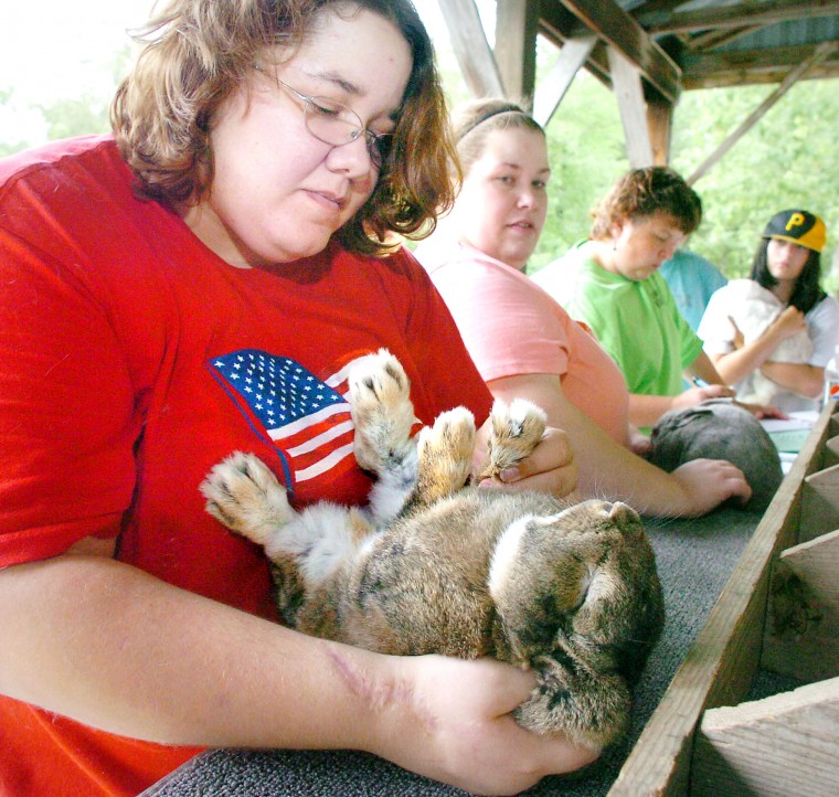 Tabot County Fair Rabbit Show Featured