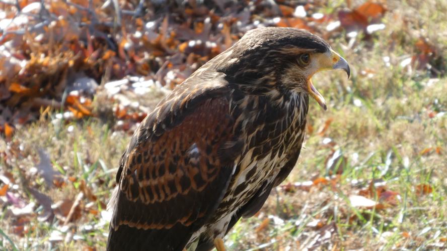 Raptors perform at the Waterfowl Festival | Local | stardem.com