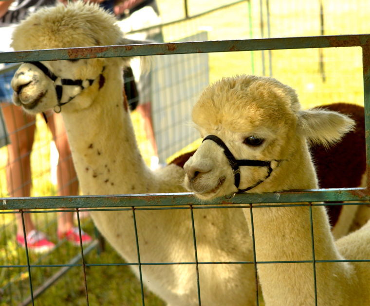 Outstanding Dreams Alpaca Festival draws more than 3,000 Local