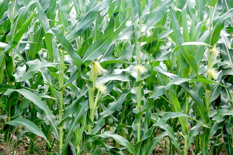 Corn crop needs rain | Local | stardem.com