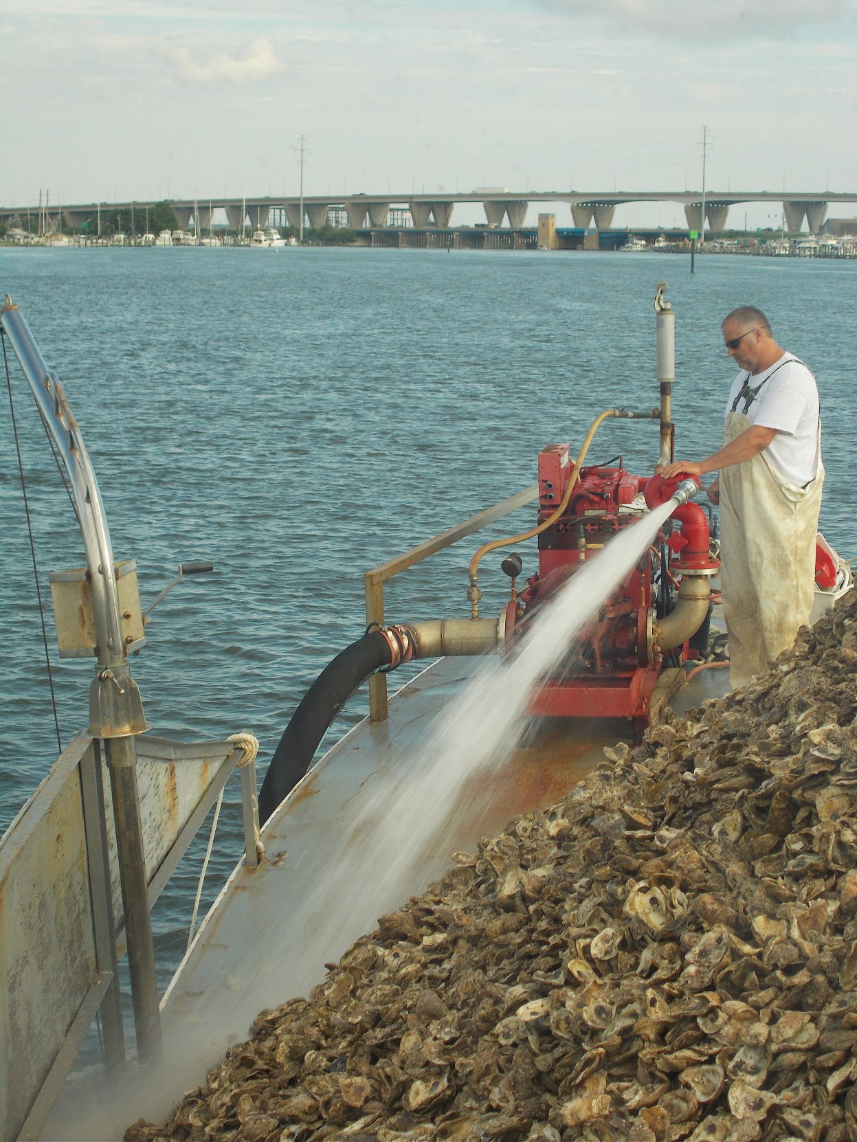 oyster spat project nc