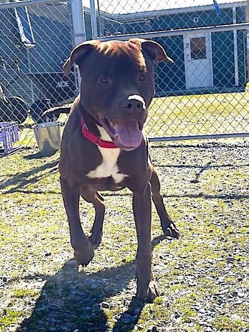 Pet of the Week
