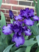 Iris sale to take place at Easton Farmers Market