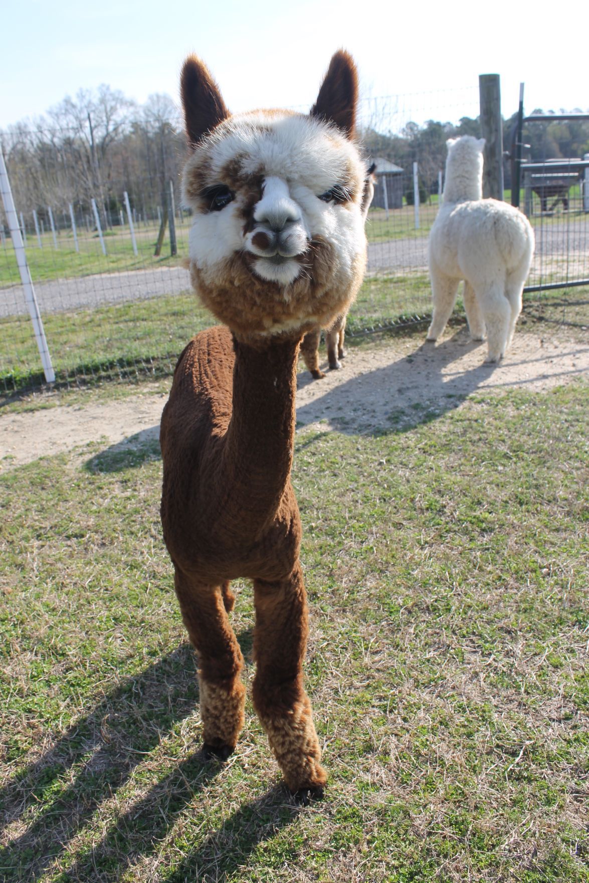 Alpacas enjoy a 'shear' delight Local