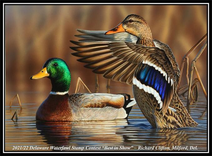 Delaware Waterfowl and Trout Stamp art winners announced, Local