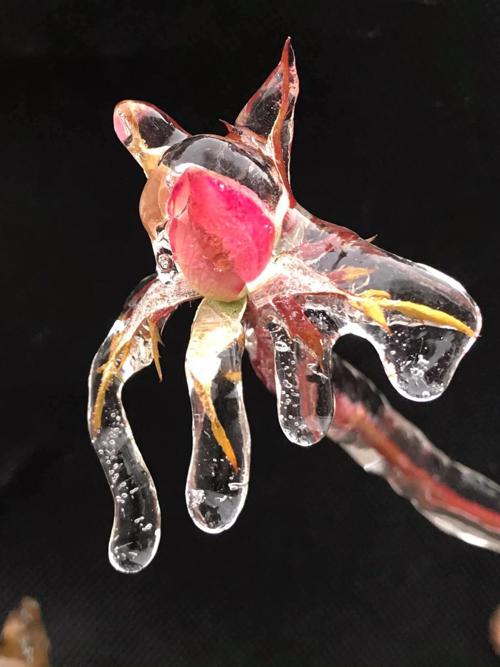Ice perfectly preserves rose bloom