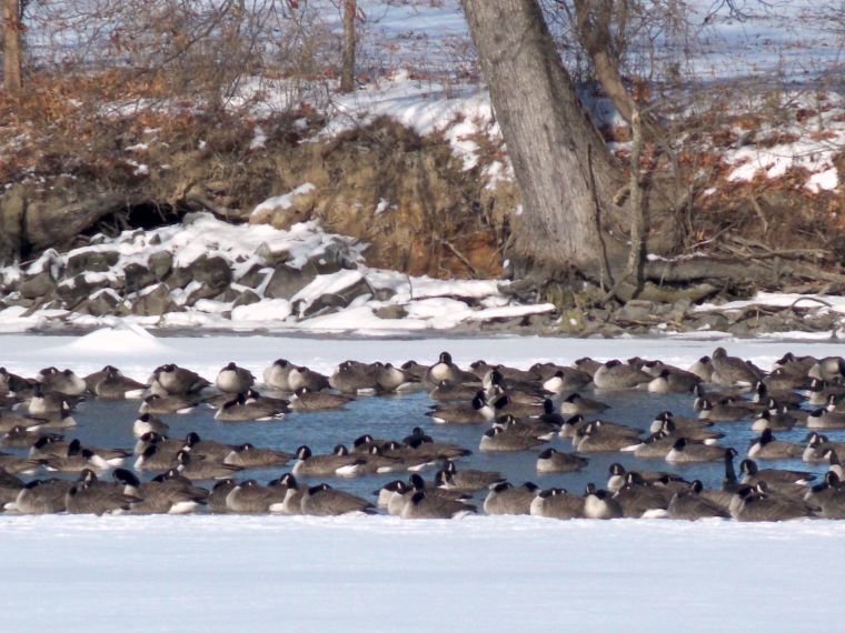 Pickering Creek To Host Great Backyard Bird Count Life Stardem Com