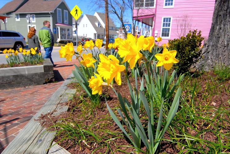 St. Michaels ready for Daffodil Fest Local