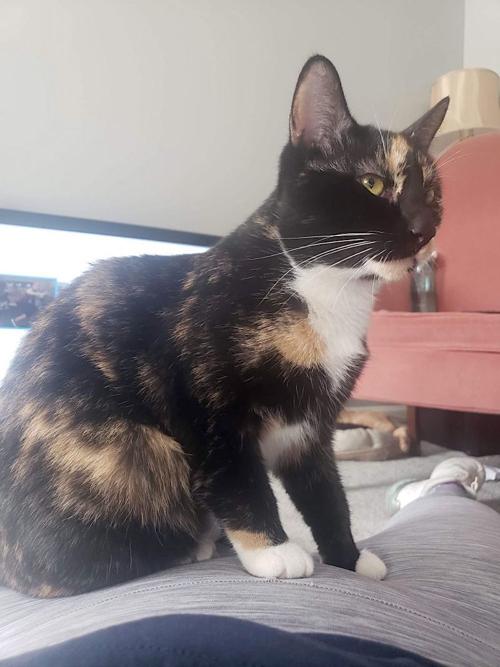 Pet of the week