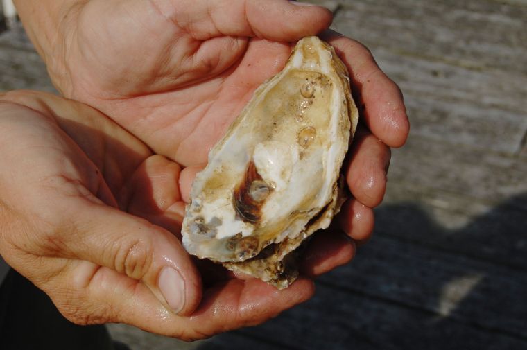 buy oyster spat