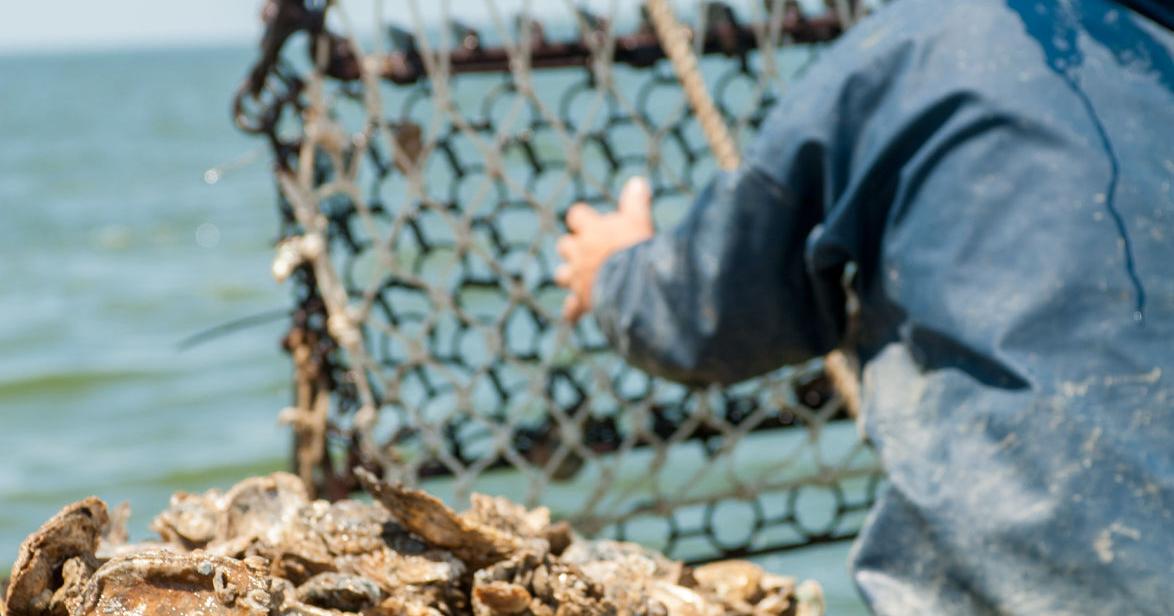 Watermen relieved to learn no change from 2022 commercial oyster limits - Vimarsana News