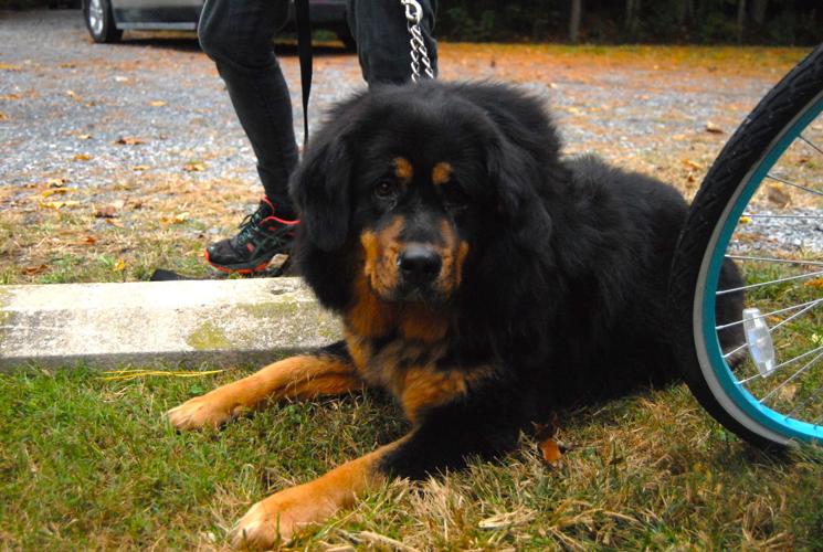 Baywater Animal Rescue celebrates 70 years | Local | stardem.com