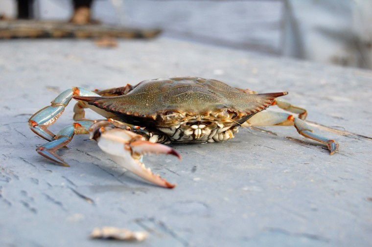 Crab season opens in Maryland Local