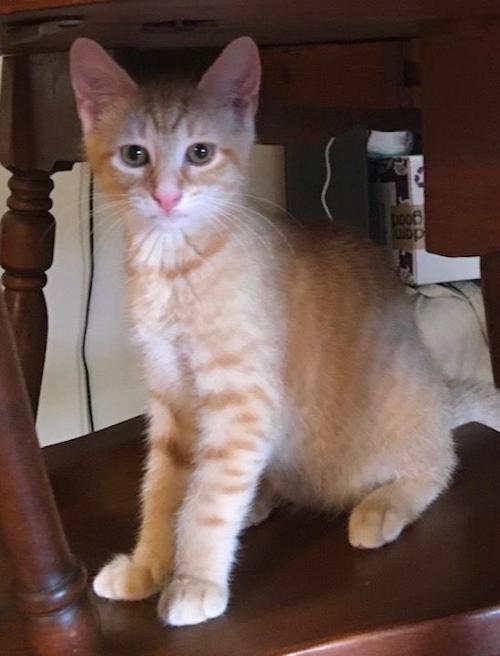 Pet of the week