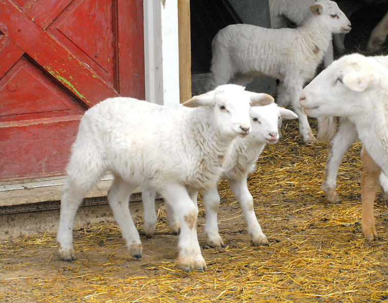 Spring lambs come out Photos