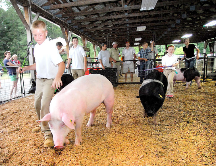 Talbot County Fair Market Hog Show Photos