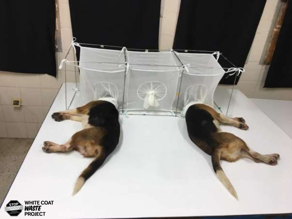 Fauci pressed over U.S. funding of cruel medical experiments on dogs and puppies; Beagles locked in cages with sand flies, vocal cords removed | National | stardem.com
