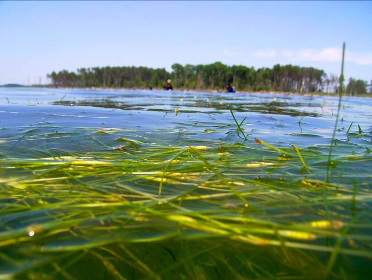 Bay grasses Chesapeake Bay