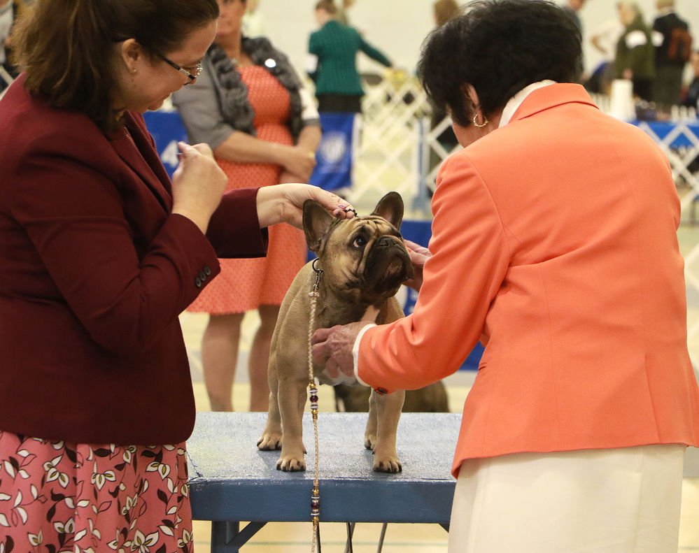 Annual AKC dog show coming up March 27 Show
